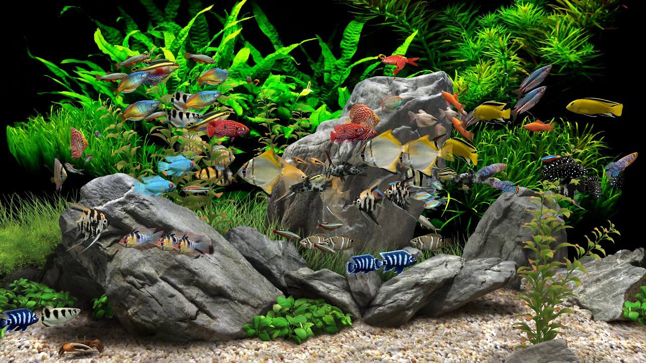 Dream Aquarium Free Download For Mac OSX